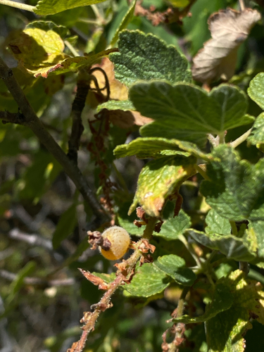 Ribes malvaceum, photograph 6