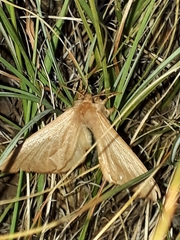 Phyllalia patens