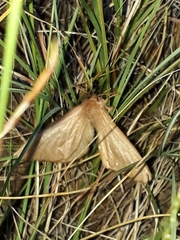 Phyllalia patens