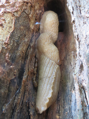 Urocyclidae