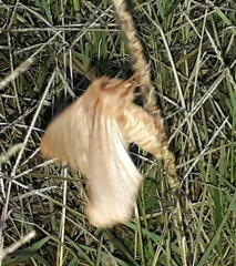 Phyllalia patens