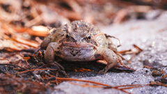 Rana arvalis