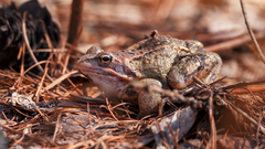 Rana arvalis