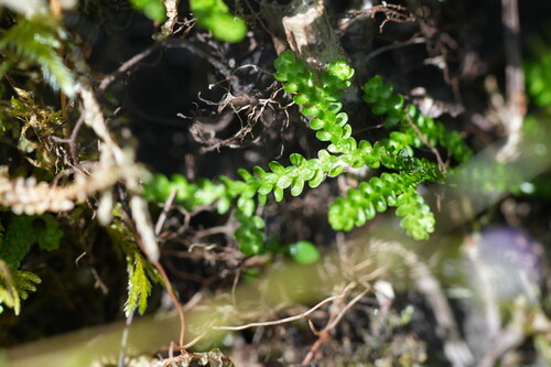 Selaginella douglasii, photograph 4