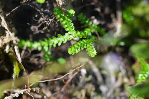 Selaginella douglasii, photograph 5