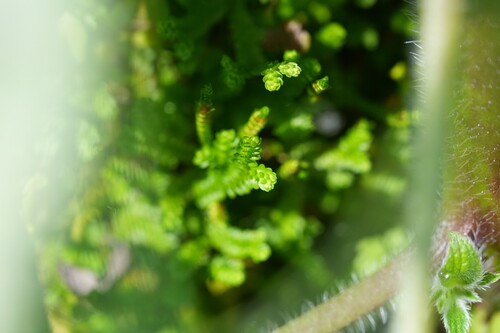 Selaginella douglasii, photograph 6