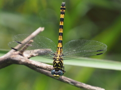 Paragomphus reinwardtii