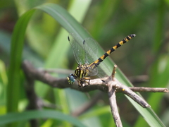 Paragomphus reinwardtii