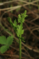 Botrychium boreale