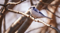 Cyanistes cyanus