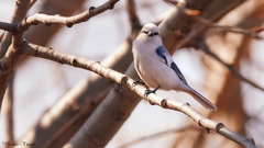 Cyanistes cyanus