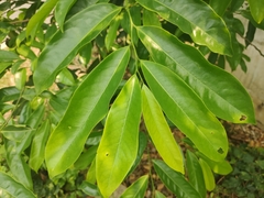 Artabotrys hexapetalus