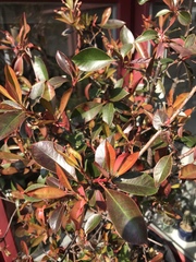 Photinia × fraseri