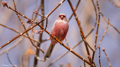 Carpodacus sibiricus