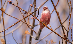 Carpodacus sibiricus