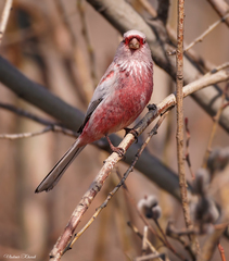 Carpodacus sibiricus