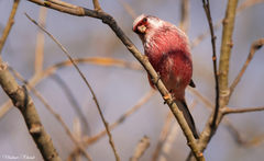 Carpodacus sibiricus