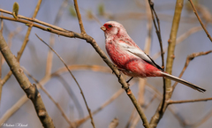 Carpodacus sibiricus