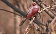 Carpodacus sibiricus