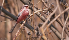 Carpodacus sibiricus