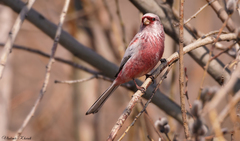 Carpodacus sibiricus
