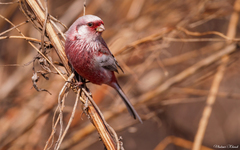 Carpodacus sibiricus