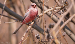 Carpodacus sibiricus