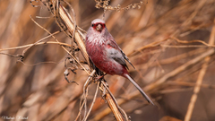 Carpodacus sibiricus