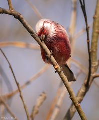 Carpodacus sibiricus
