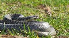 Hierophis viridiflavus carbonarius