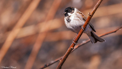 Emberiza schoeniclus