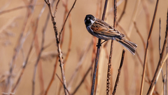Emberiza schoeniclus