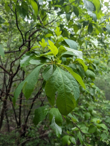 sassafras