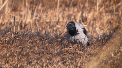 Corvus cornix