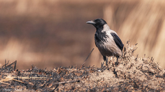 Corvus cornix