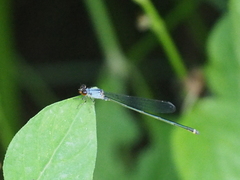 Pseudagrion pruinosum