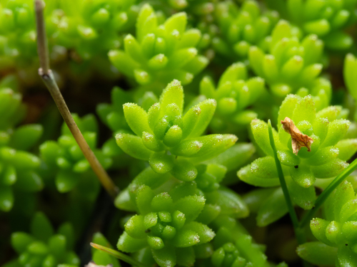 Sedum japonicum