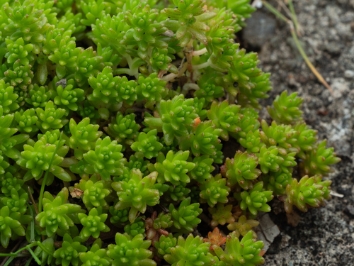 Sedum japonicum