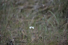 Lithophragma parviflorum
