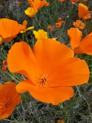 Eschscholzia californica