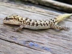 Nactus cheverti