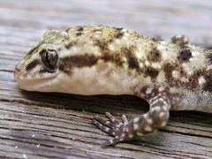 Nactus cheverti
