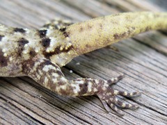 Nactus cheverti