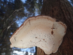Ganoderma applanatum image