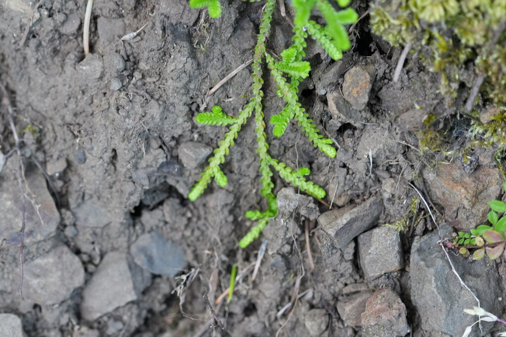 Selaginella douglasii; photograph (c) carbapple, some rights reserved (CC BY)
