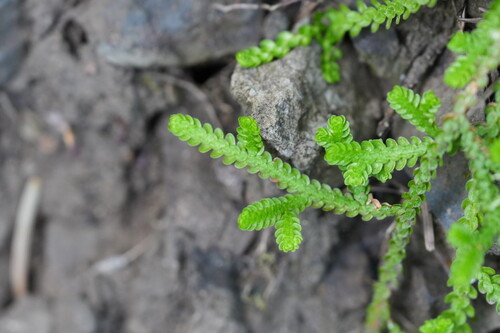 Selaginella douglasii, photograph 2