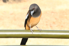 Dendrocitta vagabunda