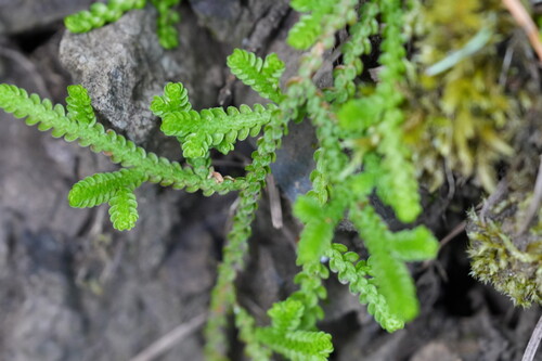 Selaginella douglasii, photograph 3