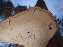 Ganoderma applanatum image