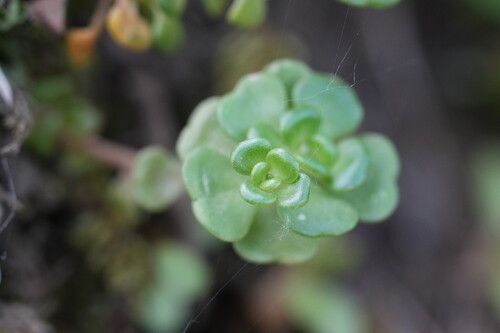 Sedum oreganum